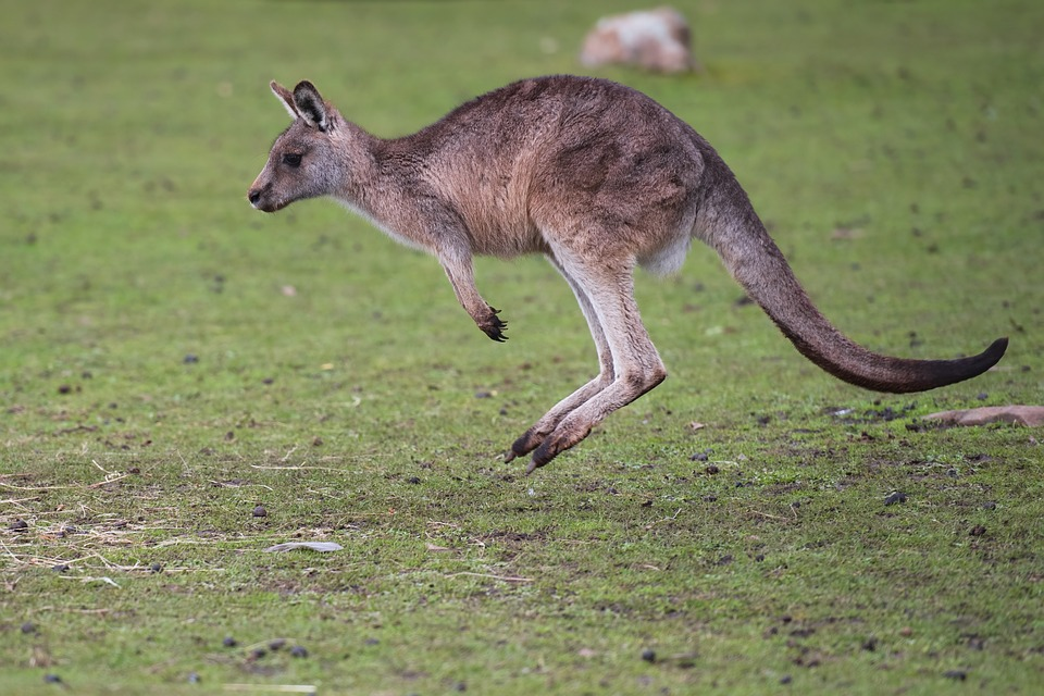 Kangaroo -  Biểu tượng của nước Úc